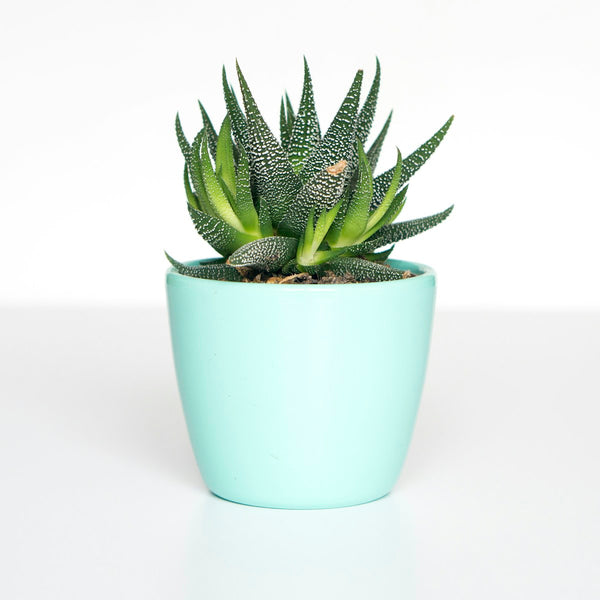 Easy Care Plants collection at Verdant