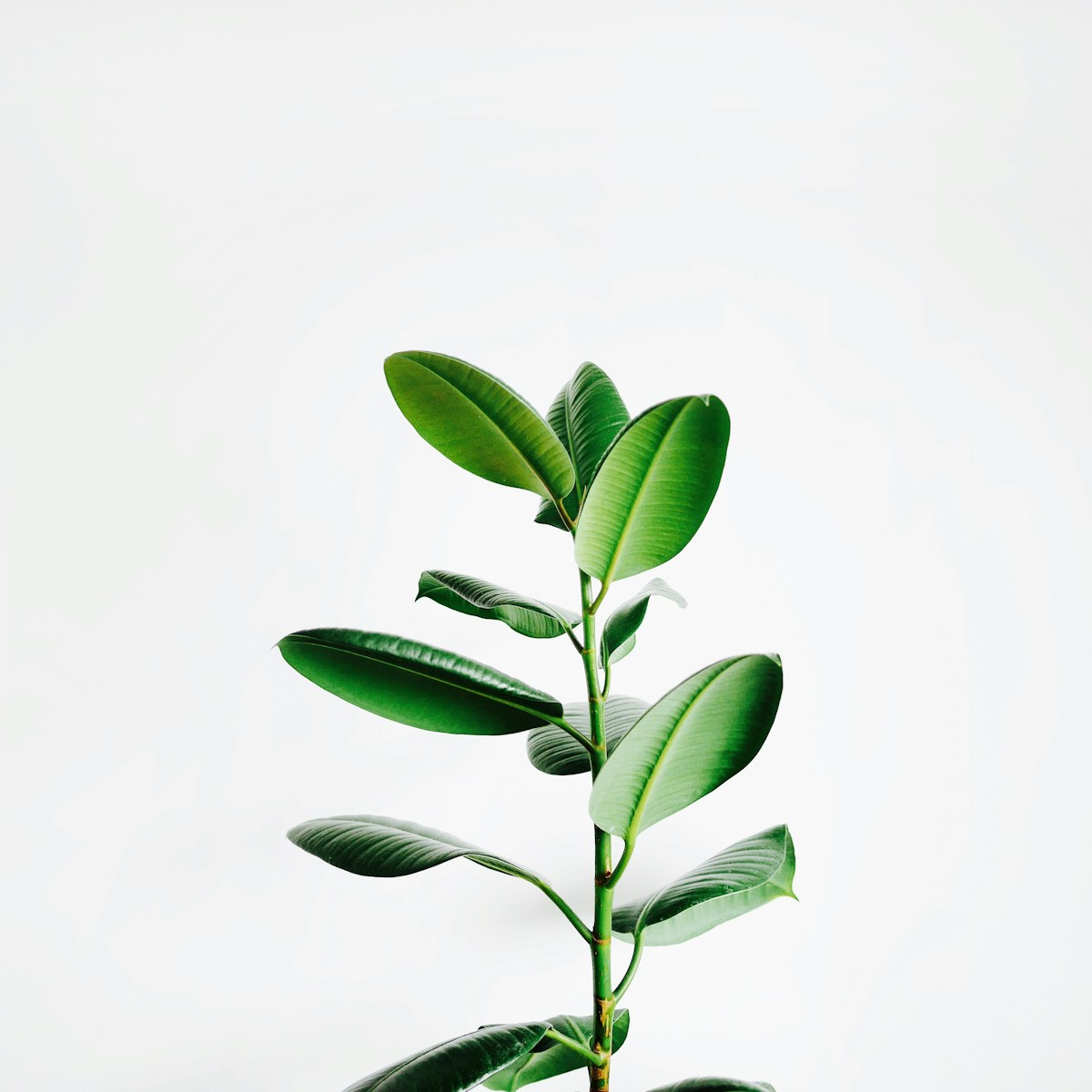All Plants collection at Verdant