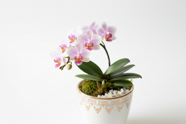 Miniature Orchid