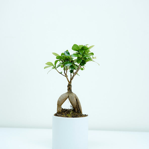 Haworthia Zebra styled for the Verdant plant shop