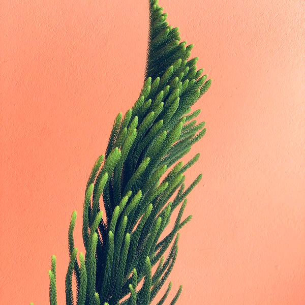 Jade Plant styled for the Verdant plant shop