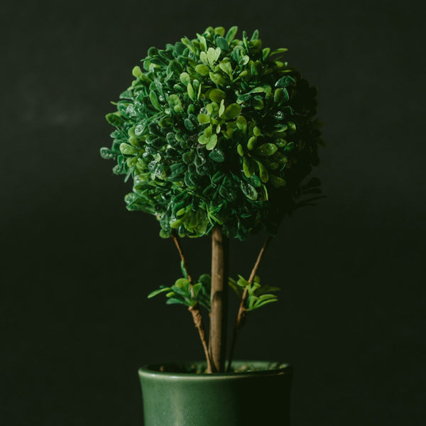 Chinese Money Plant styled for the Verdant plant shop