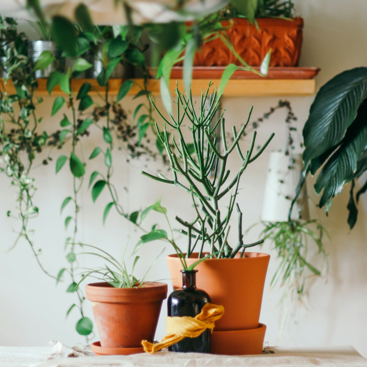 Aloe Vera styled for the Verdant plant shop
