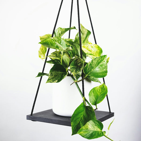 Potted Olive Tree styled for the Verdant plant shop