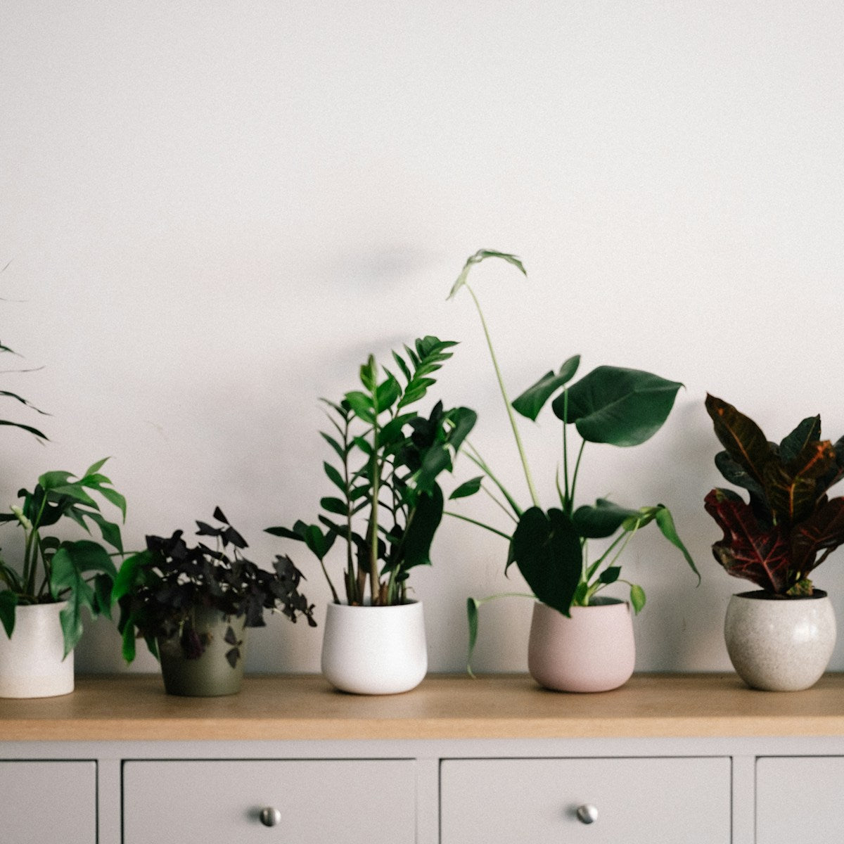 String of Hearts styled for the Verdant plant shop
