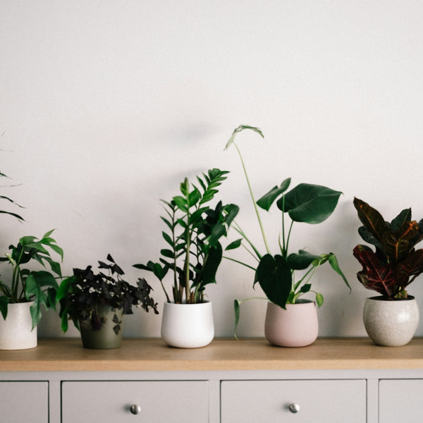 String of Hearts styled for the Verdant plant shop